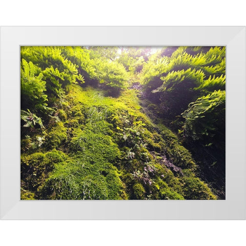 Fern Valley I White Modern Wood Framed Art Print by Grayscale