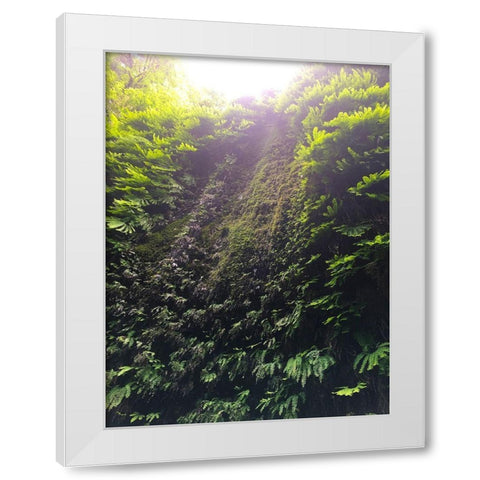 Fern Valley II White Modern Wood Framed Art Print by Grayscale