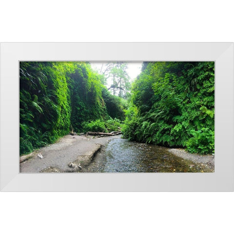 Fern Valley IV White Modern Wood Framed Art Print by Grayscale