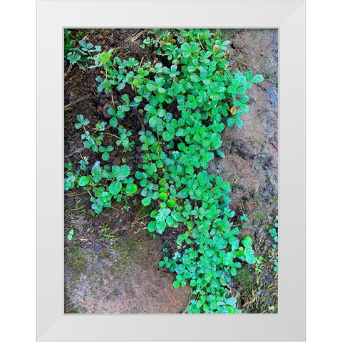 Ground Cover I White Modern Wood Framed Art Print by Grayscale