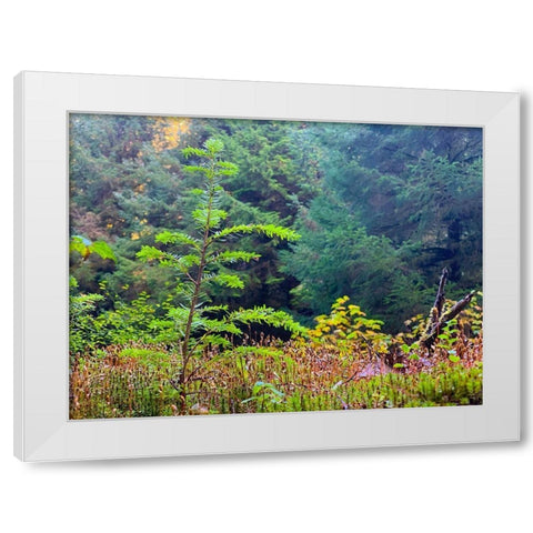 Smallest Redwood II White Modern Wood Framed Art Print by Grayscale