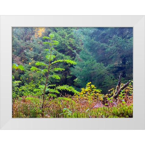 Smallest Redwood II White Modern Wood Framed Art Print by Grayscale