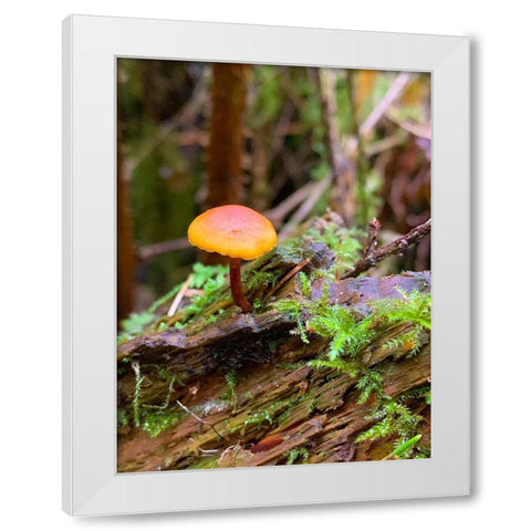 Tiny Mushroom I White Modern Wood Framed Art Print by Grayscale