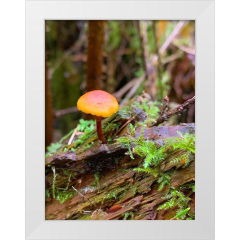 Tiny Mushroom I White Modern Wood Framed Art Print by Grayscale