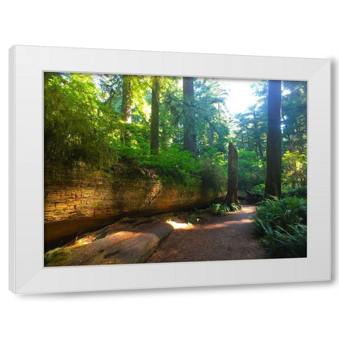 Redwood V White Modern Wood Framed Art Print by Grayscale