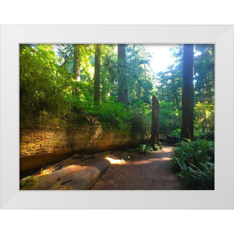 Redwood V White Modern Wood Framed Art Print by Grayscale