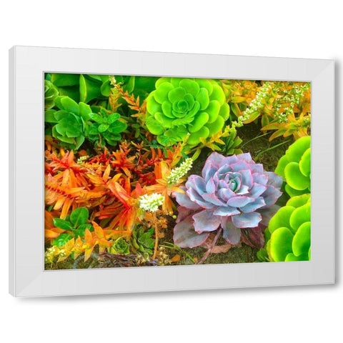 Succulent Garden I White Modern Wood Framed Art Print by Grayscale