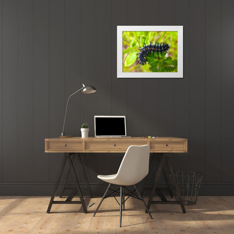 Caterpillar I White Modern Wood Framed Art Print by Grayscale