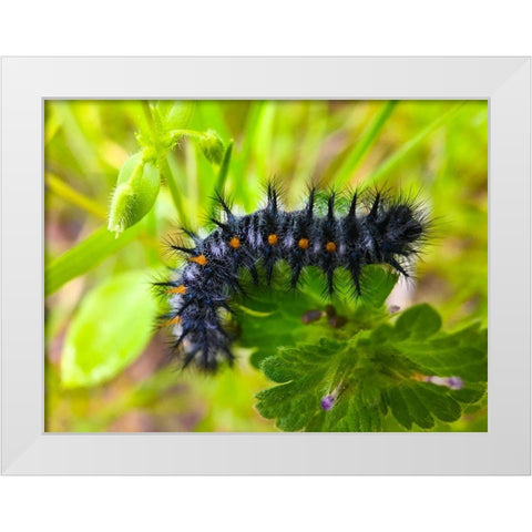 Caterpillar I White Modern Wood Framed Art Print by Grayscale