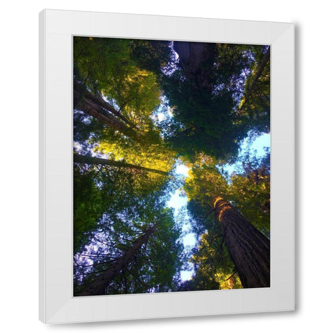Tree Canopy VIII White Modern Wood Framed Art Print by Grayscale