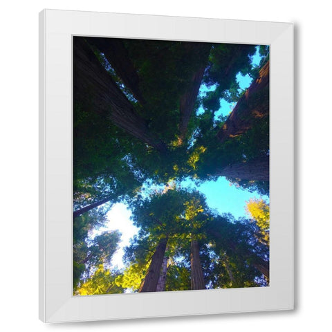 Tree Canopy IX White Modern Wood Framed Art Print by Grayscale