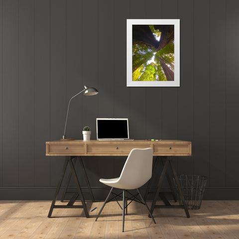 Tree Canopy XIII White Modern Wood Framed Art Print by Grayscale