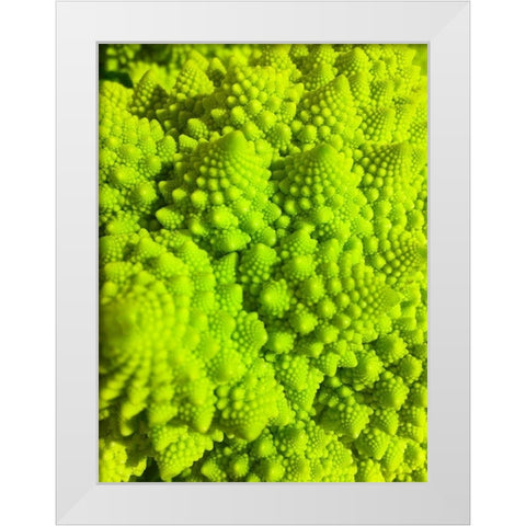 Natural Fractals IV White Modern Wood Framed Art Print by Grayscale