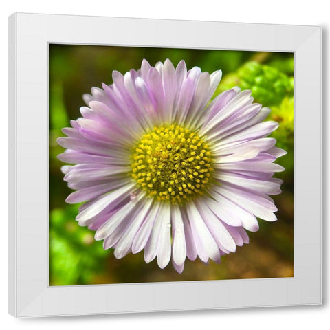 Daisy I White Modern Wood Framed Art Print by Grayscale