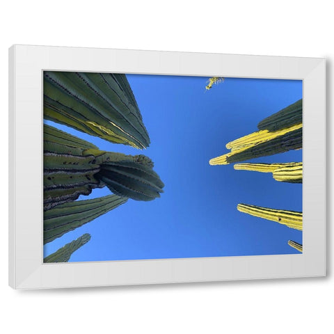 Desert Canopy I White Modern Wood Framed Art Print by Grayscale