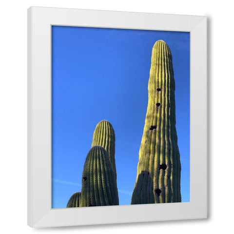 Desert Canopy II White Modern Wood Framed Art Print by Grayscale