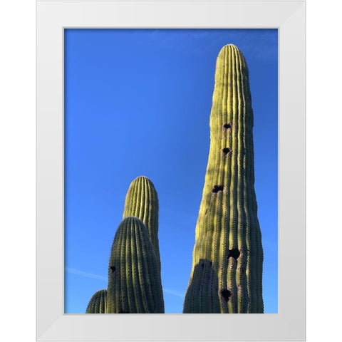 Desert Canopy II White Modern Wood Framed Art Print by Grayscale