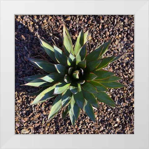 Agave I White Modern Wood Framed Art Print by Grayscale
