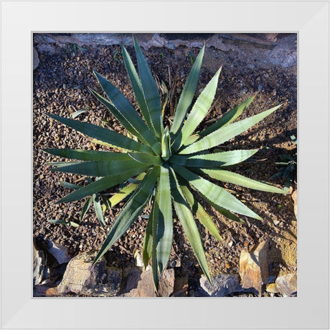 Agave II White Modern Wood Framed Art Print by Grayscale