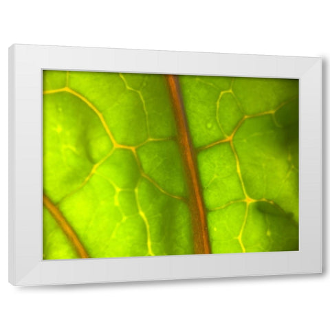 Backlight Leaf I White Modern Wood Framed Art Print by Grayscale