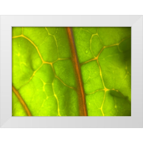 Backlight Leaf I White Modern Wood Framed Art Print by Grayscale