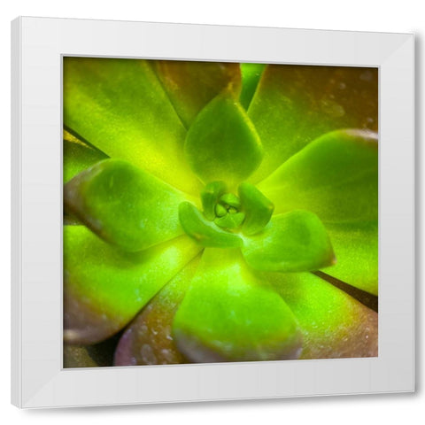 Succulent Square I White Modern Wood Framed Art Print by Grayscale