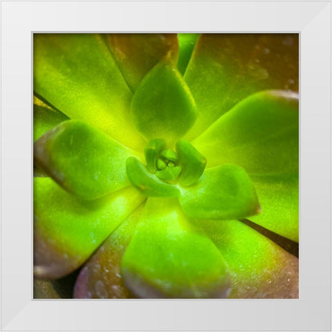 Succulent Square I White Modern Wood Framed Art Print by Grayscale