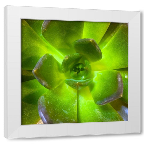 Succulent Square II White Modern Wood Framed Art Print by Grayscale