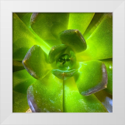 Succulent Square II White Modern Wood Framed Art Print by Grayscale