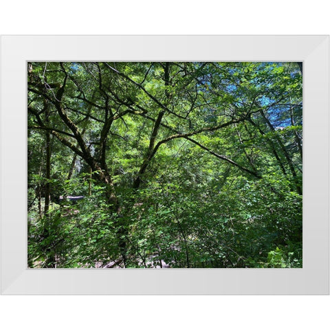 Forest Canopy I White Modern Wood Framed Art Print by Grayscale