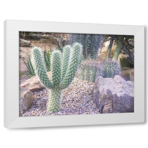 Cactus Arrangement I White Modern Wood Framed Art Print by Grayscale