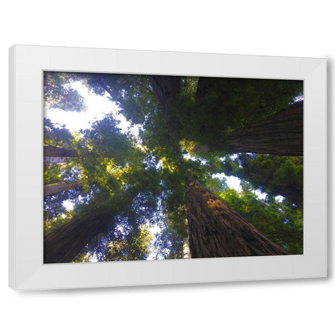 Tree Canopy XIV White Modern Wood Framed Art Print by Grayscale