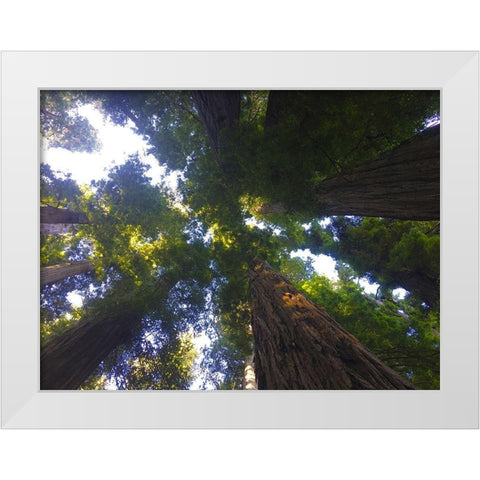 Tree Canopy XIV White Modern Wood Framed Art Print by Grayscale