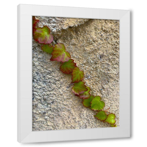 Ivy I White Modern Wood Framed Art Print by Grayscale