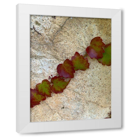 Ivy II White Modern Wood Framed Art Print by Grayscale
