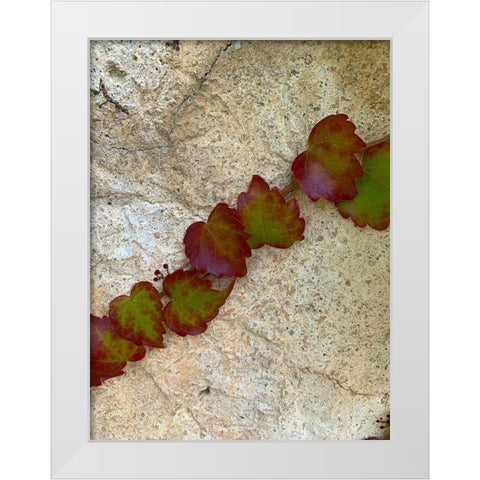 Ivy II White Modern Wood Framed Art Print by Grayscale