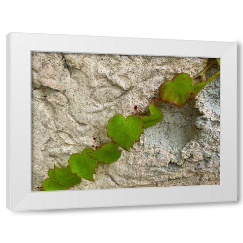 Ivy III White Modern Wood Framed Art Print by Grayscale