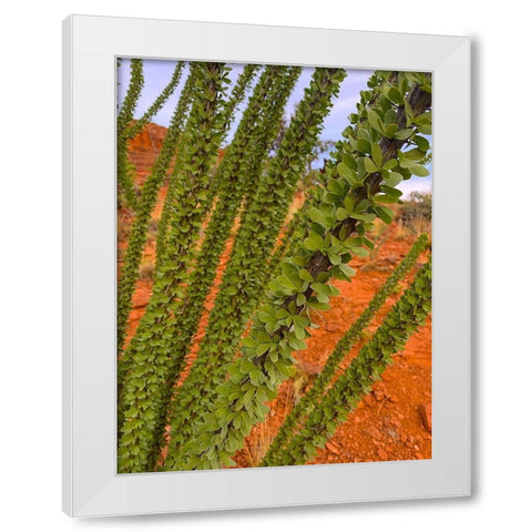 Sedona III White Modern Wood Framed Art Print by Grayscale