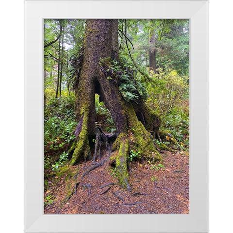 Forest Tree I White Modern Wood Framed Art Print by Grayscale