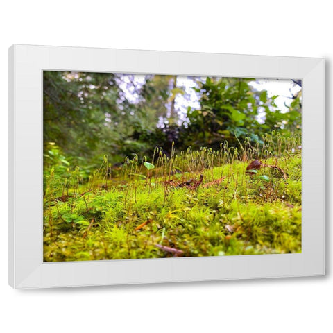Miniature Forest I White Modern Wood Framed Art Print by Grayscale