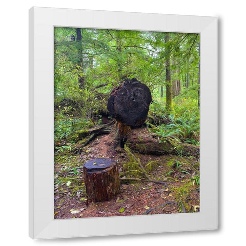 Forest Happy Face III White Modern Wood Framed Art Print by Grayscale