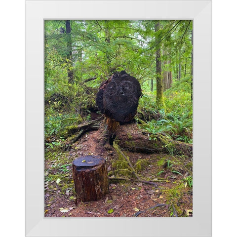 Forest Happy Face III White Modern Wood Framed Art Print by Grayscale