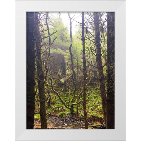 Tree Canopy XVI White Modern Wood Framed Art Print by Grayscale