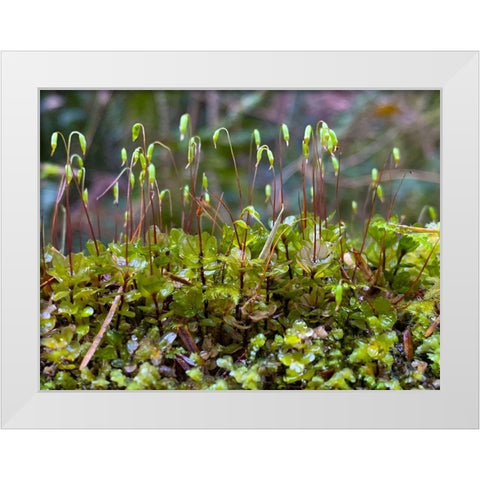Forest Floor I White Modern Wood Framed Art Print by Grayscale