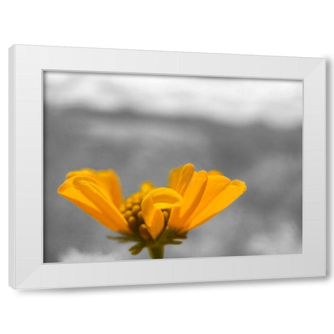 Brittle Bush B-W White Modern Wood Framed Art Print by Popcorn