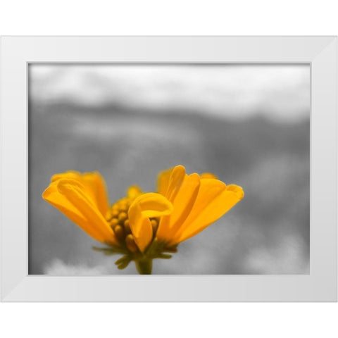 Brittle Bush B-W White Modern Wood Framed Art Print by Popcorn