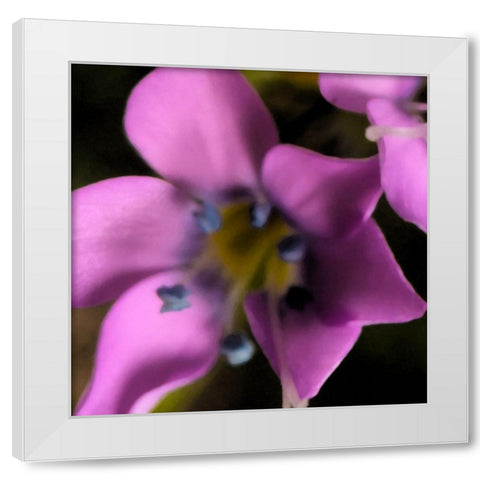 Magenta Flower  White Modern Wood Framed Art Print by Popcorn