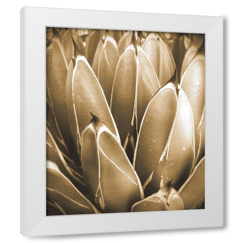 Agave Sepia White Modern Wood Framed Art Print by Tenoever, William