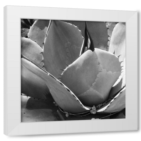 Mescal Agave: BandW White Modern Wood Framed Art Print by Tenoever, William