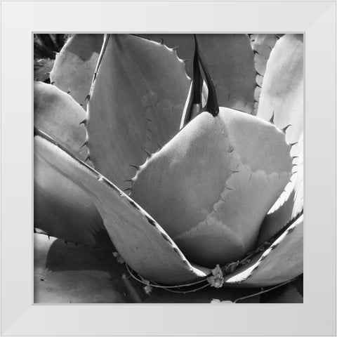 Mescal Agave: BandW White Modern Wood Framed Art Print by Tenoever, William